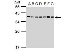 Image no. 3 for anti-U2 Small Nuclear RNA Auxiliary Factor 1 (U2AF1) (Center) antibody (ABIN2856447)