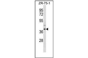 Image no. 1 for anti-Formyl Peptide Receptor 3 (FPR3) (AA 321-351), (C-Term) antibody (ABIN952344)