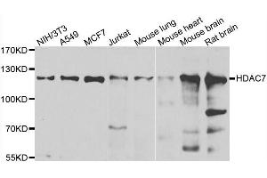 Image no. 1 for anti-Histone Deacetylase 7 (HDAC7) antibody (ABIN6141687)