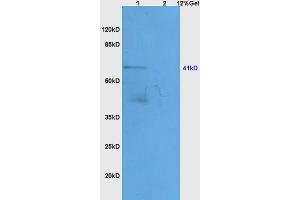 Image no. 1 for anti-Apolipoprotein A-IV (APOA4) (AA 21-120) antibody (ABIN749153)