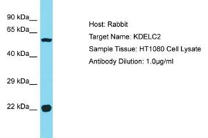 KDELC2 anticorps  (C-Term)