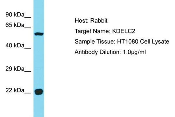 KDELC2 anticorps  (C-Term)