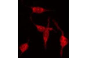 Image no. 2 for anti-G Protein-Coupled Receptor 68 (GPR68) (Internal Region) antibody (ABIN6258203)