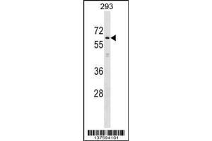 Image no. 1 for anti-Kelch-Like 2, Mayven (KLHL2) (AA 77-103), (N-Term) antibody (ABIN1539593)
