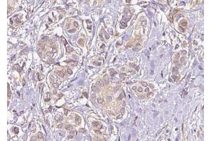 Image no. 3 for anti-Mitochondrial Ribosomal Protein L40 (MRPL40) (C-Term) antibody (ABIN6258519)