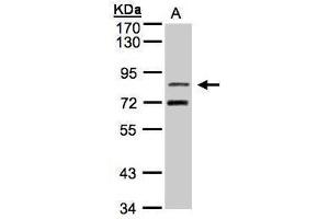 Image no. 2 for anti-Transducin-Like Enhancer Protein 2 (TLE2) (C-Term) antibody (ABIN2856257)