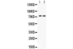 Image no. 2 for anti-Zinc Finger and BTB Domain Containing 7A (ZBTB7A) (AA 125-163), (N-Term) antibody (ABIN3044569)