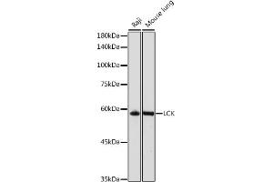 LCK anticorps  (AA 1-240)
