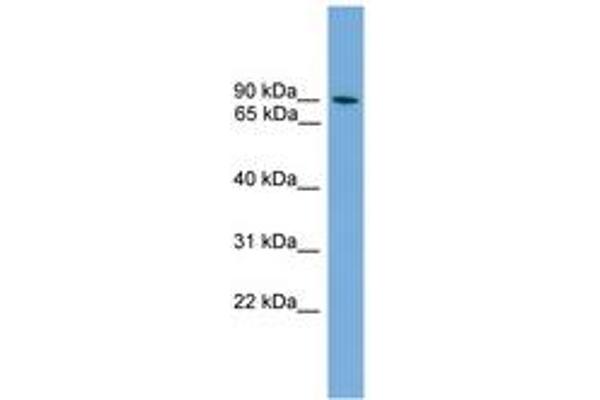 anti-Zinc Finger Protein 782 (ZNF782) (AA 107-156) antibody