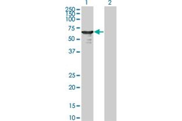 anti-L(3)mbt-Like 4 (L3MBTL4) (AA 1-534) antibody