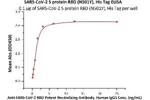 Image no. 3 for SARS-CoV-2 Spike (N501Y), (RBD) (Active) protein (His tag) (ABIN7013267)