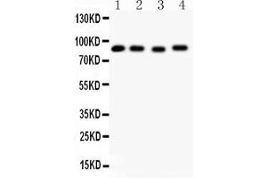 Image no. 6 for anti-Heat Shock Protein 90kDa alpha (Cytosolic), Class A Member 1 (HSP90AA1) (AA 2-365) antibody (ABIN3043847)