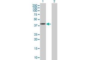 anti-CWC27 Spliceosome-Associated Protein Homolog (Cwc27) (AA 1-291) antibody