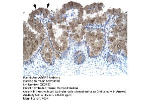 Image no. 1 for anti-Asialoglycoprotein Receptor 2 (ASGR2) (N-Term) antibody (ABIN2778141)