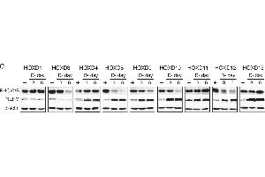 Image no. 3 for anti-Actin, beta (ACTB) (AA 359-368) antibody (ABIN129657)