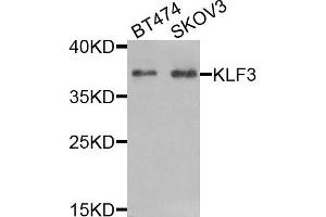 Image no. 1 for anti-Kruppel-Like Factor 3 (Basic) (KLF3) antibody (ABIN2563575)