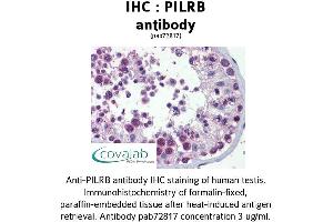 anti-Paired Immunoglobin-Like Type 2 Receptor beta (PILRB) (Internal Region) antibody