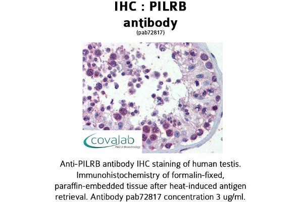 anti-Paired Immunoglobin-Like Type 2 Receptor beta (PILRB) (Internal Region) antibody
