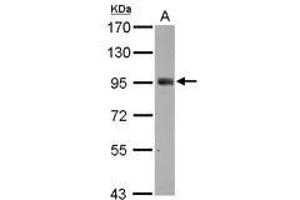 Image no. 3 for anti-SH2 Domain Containing 3C (SH2D3C) (C-Term) antibody (ABIN1491927)