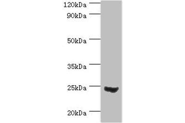MAD2L1 anticorps  (AA 1-205)