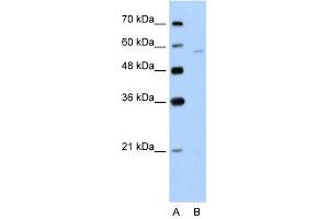 Image no. 2 for anti-Solute Carrier Family 22 (Organic Cation Transporter), Member 7 (SLC22A7) antibody (ABIN630485)