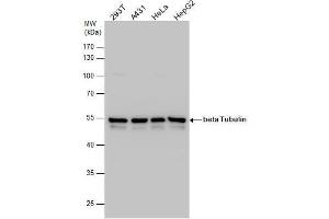 Image no. 5 for anti-Tubulin, beta (TUBB) (Center) antibody (ABIN2854998)