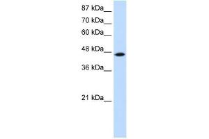 Image no. 1 for anti-tRNA Isopentenyltransferase 1 (TRIT1) (C-Term) antibody (ABIN927789)