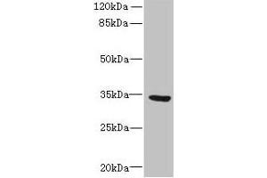 SLC25A18 抗体  (AA 246-287)