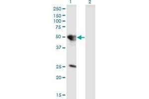 Image no. 2 for anti-Tuftelin 1 (TUFT1) (AA 241-350) antibody (ABIN521158)