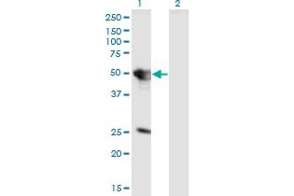 TUFT1 antibody  (AA 241-350)