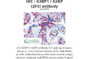 Image no. 3 for anti-GTPase Activating Protein (SH3 Domain) Binding Protein 1 (G3BP1) (AA 214-303) antibody (ABIN1723559)