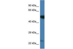 Image no. 1 for anti-Polo-Like Kinase 3 (PLK3) (AA 385-434) antibody (ABIN6746339)