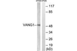 Image no. 1 for anti-Vang-Like 1 (Vangl1) (AA 301-350) antibody (ABIN1535456)