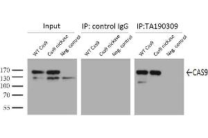 Image no. 1 for anti-CRISPR-Cas9 (AA 1150-1200) antibody (ABIN2670026)