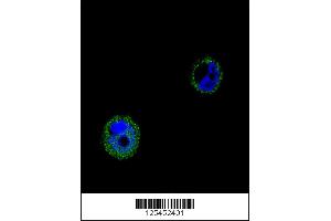 Image no. 1 for anti-Vacuolar Protein Sorting 52 Homolog (VPS52) (AA 610-637), (C-Term) antibody (ABIN654879)