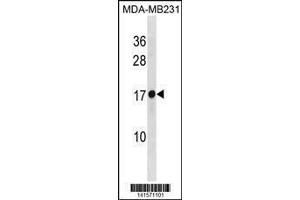 Image no. 1 for anti-Ribosomal Protein L30 (RPL30) (AA 1-30), (N-Term) antibody (ABIN1881761)