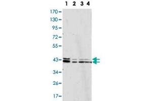 Image no. 2 for anti-Mitogen-Activated Protein Kinase 1 (MAPK1) antibody (ABIN5583060)