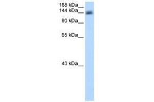 Image no. 1 for anti-Cleavage and Polyadenylation Specific Factor 1, 160kDa (CPSF1) (AA 531-580) antibody (ABIN6736610)