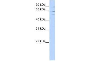 Image no. 1 for anti-X-Prolyl Aminopeptidase (Aminopeptidase P) 2, Membrane-Bound (XPNPEP2) (Middle Region) antibody (ABIN2773786)