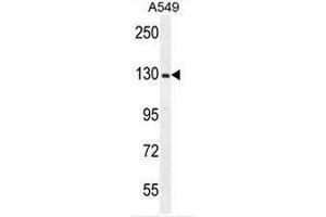 Image no. 2 for anti-Retinitis Pigmentosa GTPase Regulator (RPGR) (AA 743-772), (C-Term) antibody (ABIN954582)