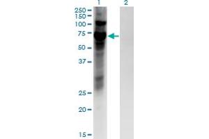 Image no. 3 for anti-Zinc Finger Protein 10 (ZNF10) (AA 1-98) antibody (ABIN948637)