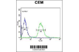Image no. 2 for anti-Ubiquitously Transcribed Tetratricopeptide Repeat Gene, Y-Linked (UTY) (C-Term) antibody (ABIN2493610)