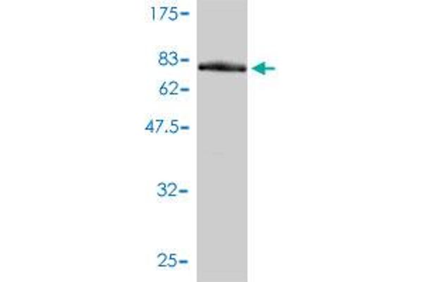 anti-RNA Guanine-7 Methyltransferase (RNMT) (AA 1-476) antibody