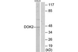 Image no. 1 for anti-DOK2 (DOK2) (AA 266-315) antibody (ABIN1532848)