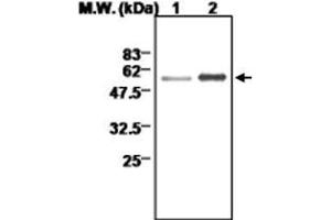Image no. 1 for anti-Thioredoxin Reductase 2 (TXNRD2) antibody (ABIN532583)
