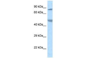 anti-Zinc Finger Protein 90 (ZNF90) (N-Term) antibody