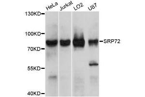 Image no. 1 for anti-Signal Recognition Particle 72kDa (SRP72) antibody (ABIN6134166)