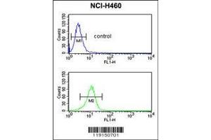 Image no. 3 for anti-CD40 Ligand (CD40LG) (AA 33-62), (N-Term) antibody (ABIN390458)