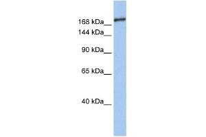 SIN3B 抗体  (Middle Region)