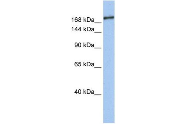 anti-SIN3 Transcription Regulator Homolog B (SIN3B) (Middle Region) antibody